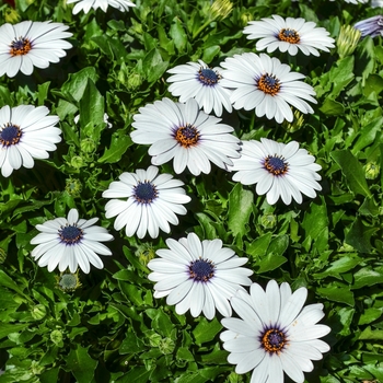 Osteospermum Summertime® 'White' (070558)