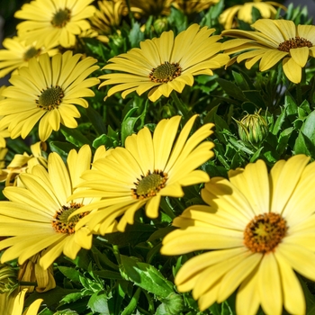 Osteospermum Summertime® 'Yellow' (070559)