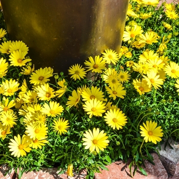 Osteospermum Voltage™ 'Yellow' (070567)