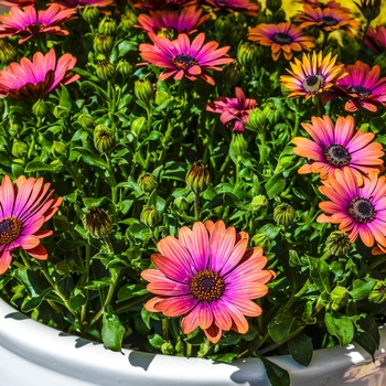 Osteospermum Zion™ Copper Amethyst '' (070569)