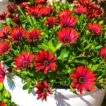 Osteospermum Zion™ Red '' (070571)