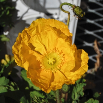 Papaver nudicaule Champagne Bubbles 'Mix' (070572)