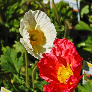 Papaver nudicaule Champagne Bubbles 'Mix' (070574)