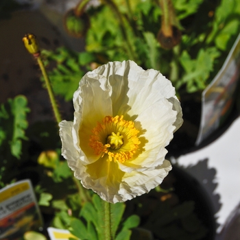 Papaver nudicaule Champagne Bubbles 'Mix' (070575)