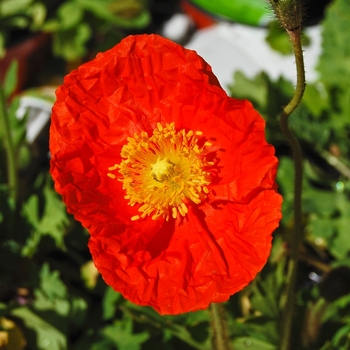 Papaver nudicaule Champagne Bubbles 'Mix' (070576)