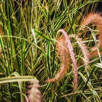 Pennisetum setaceum Graceful Grasses® 'Sky Rocket' (070592)