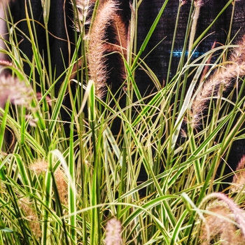 Pennisetum setaceum Graceful Grasses® 'Sky Rocket' (070593)