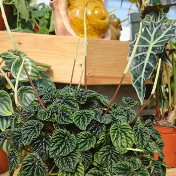 Peperomia caperata '' (070601)