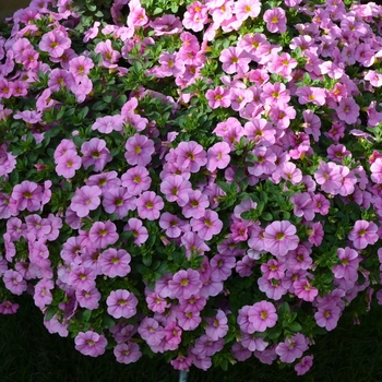 Calibrachoa Aloha Kona 'Soft Pink' (070612)