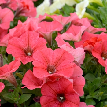 Petunia 'Bingo® 'Coral'' (070628)