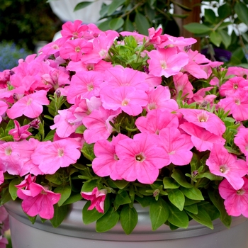 Petunia 'Bingo® Pink' (070629)