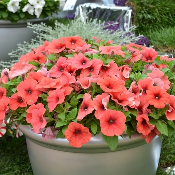 Petunia 'Bingo Perfectunia® Orange' (070631)