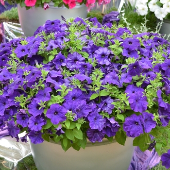 Petunia 'Bingo® Blue' (070633)