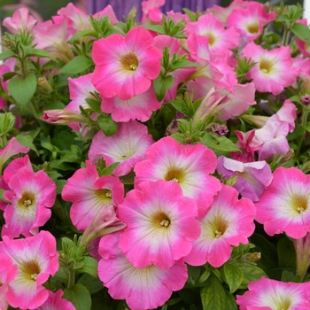 Petunia Perfectunia® 'Magic Morn' (070634)