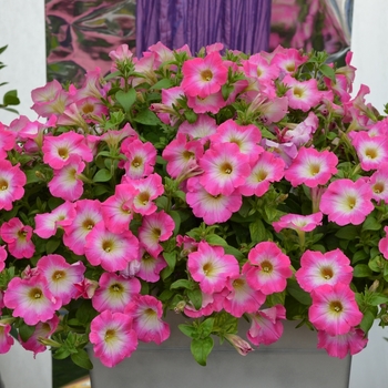 Petunia Perfectunia® 'Magic Morn' (070636)