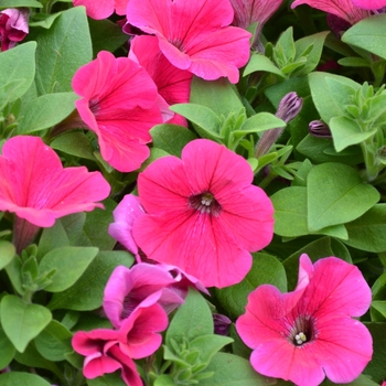 Petunia 'Bingo Perfectunia® Neon Pink' (070639)