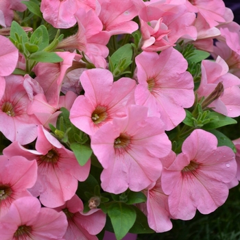 Petunia 'Bingo Perfectunia® Peachy Keen' (070642)