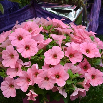 Petunia 'Bingo Perfectunia® Peachy Keen' (070643)