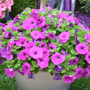 Petunia 'Bingo® Purple' (070646)