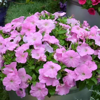 Petunia 'Bingo® Rose' (070649)