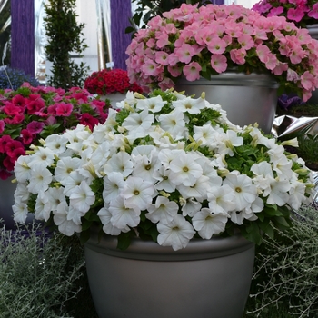 Petunia 'Bingo® White' (070650)