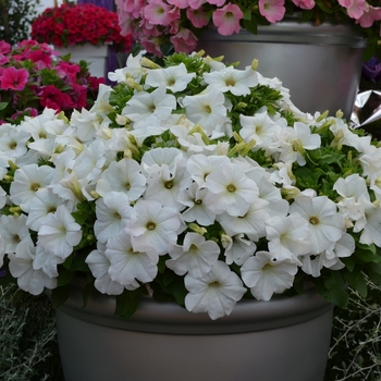 Petunia 'Bingo® White' (070651)