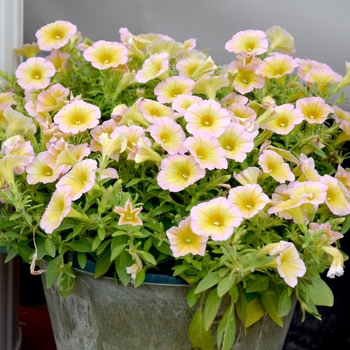 Petunia Blanket® 'Lemon Glow' (070653)