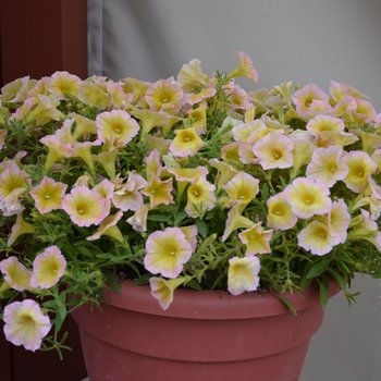 Petunia Blanket® 'Lemon Glow' (070655)