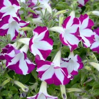 Petunia Blanket® 'Rose Star' (070687)