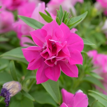 Petunia Blanket® 'Double Rose' (070689)