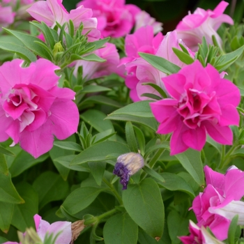 Petunia Blanket® 'Double Rose' (070690)