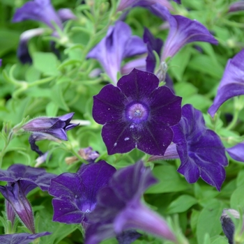 Petunia Blanket® 'Velvet Midnight' (070691)