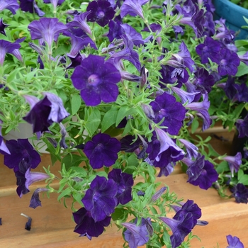 Petunia Blanket® 'Velvet Midnight' (070692)