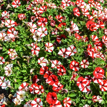 Petunia Crazytunia® 'Cherry Cheesecake' (070695)