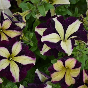 Petunia Crazytunia® 'Knight Rider' (070809)