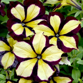 Petunia Crazytunia® 'Knight Rider' (070811)