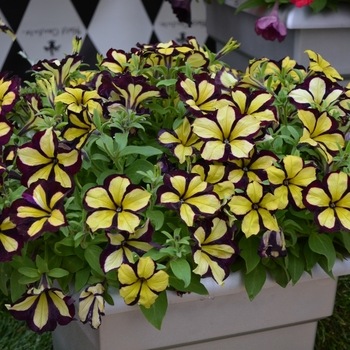 Petunia Crazytunia® 'Knight Rider' (070812)