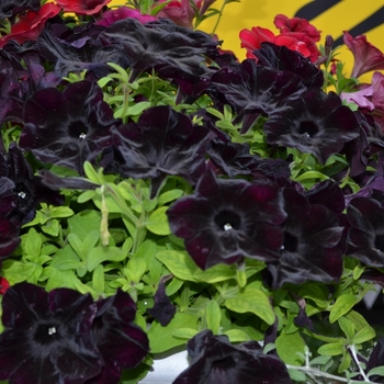 Petunia Crazytunia® 'Black Mamba' (070814)