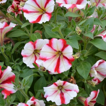 Petunia Crazytunia® 'Cherry Cheesecake' (070815)