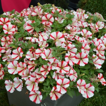 Petunia Crazytunia® 'Cherry Cheesecake' (070816)