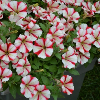 Petunia Crazytunia® 'Cherry Cheesecake' (070817)