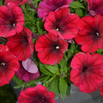 Petunia Crazytunia® 'Red Blues' (070820)