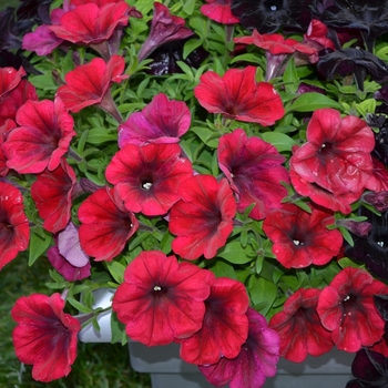 Petunia Crazytunia® 'Red Blues' (070821)