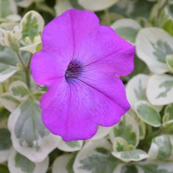 Petunia 'Glamouflage™ 'Grape'' (070824)