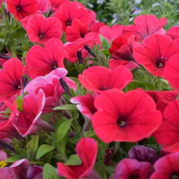 Petunia 'Hell's® Glow' (070845)