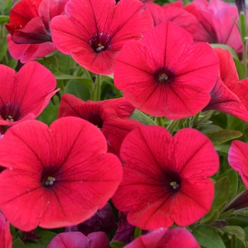 Petunia 'Hell's® Glow' (070846)