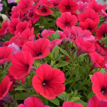 Petunia 'Hell's® Glow' (070847)