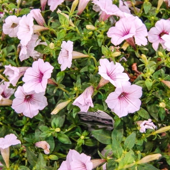 Petunia Supertunia Vista® 'Silverberry' (070852)