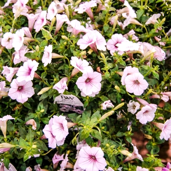 Petunia Supertunia Vista® 'Silverberry' (070853)