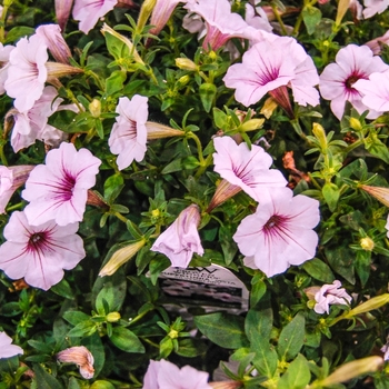 Petunia Supertunia Vista® 'Silverberry' (070854)